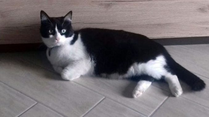 kedi